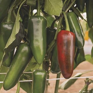 Park Seed Variety of Hot Chili Pepper Plant Seeds, Easy to Grow, Perfect for Spring Garden, San Joaquin Jalapeno, Pack of 15