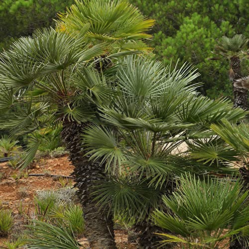 Chamaerops Humilis Seeds European Fan Palm Popular Ornamental Plant Drought Tolerant Blue-Green Leaves Garden Border Outdoor 5Pcs Tree Seeds By Yegaol Garden #TOP3