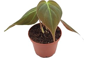 Philodendron Micans: A Velvet-Touched Beauty from California Tropicals