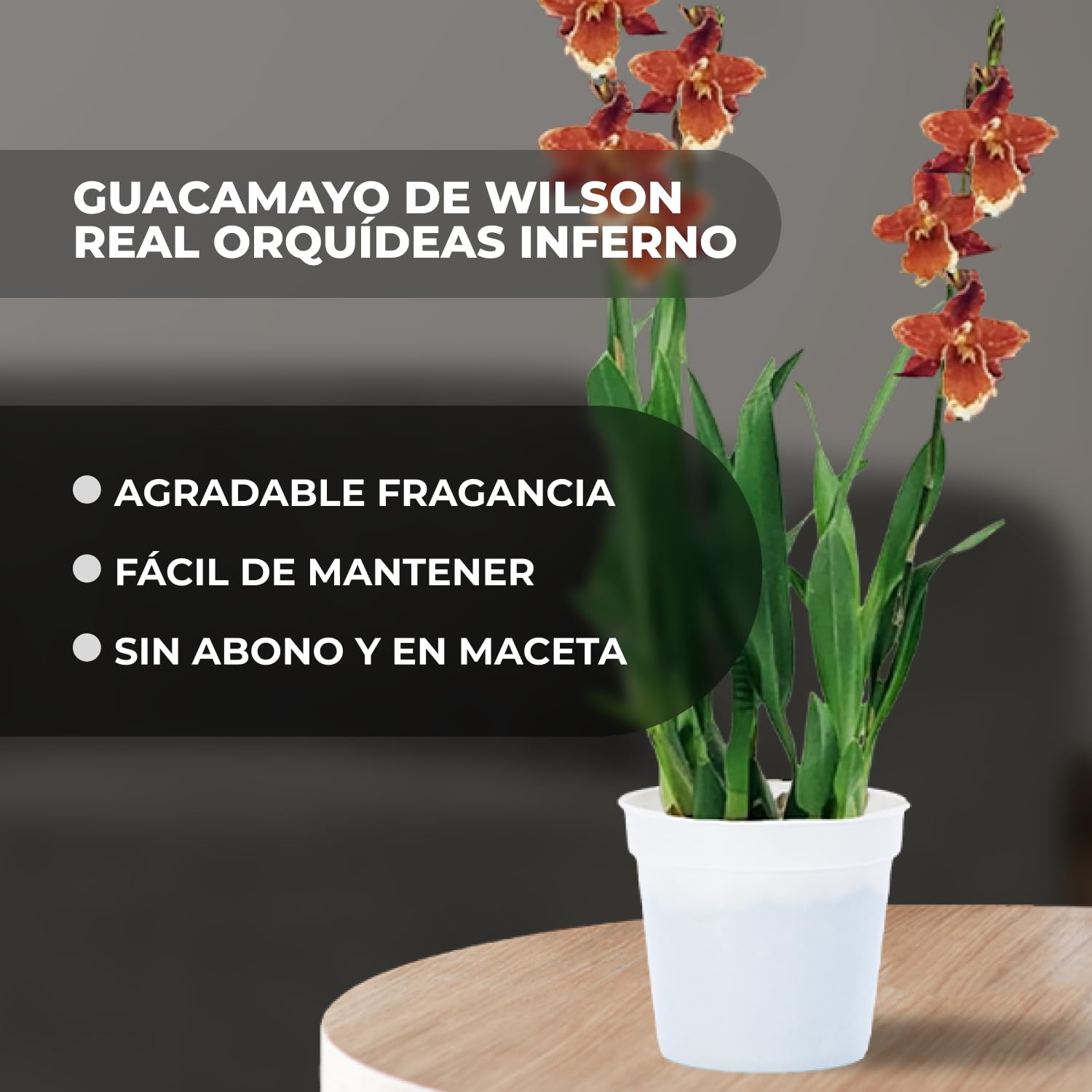 Orquídeas Wilsonara Inferno reales. 2 grandes plantas de interior de Holanda. De 30-40 cm de altura, con flores ligeramente perfumadas.