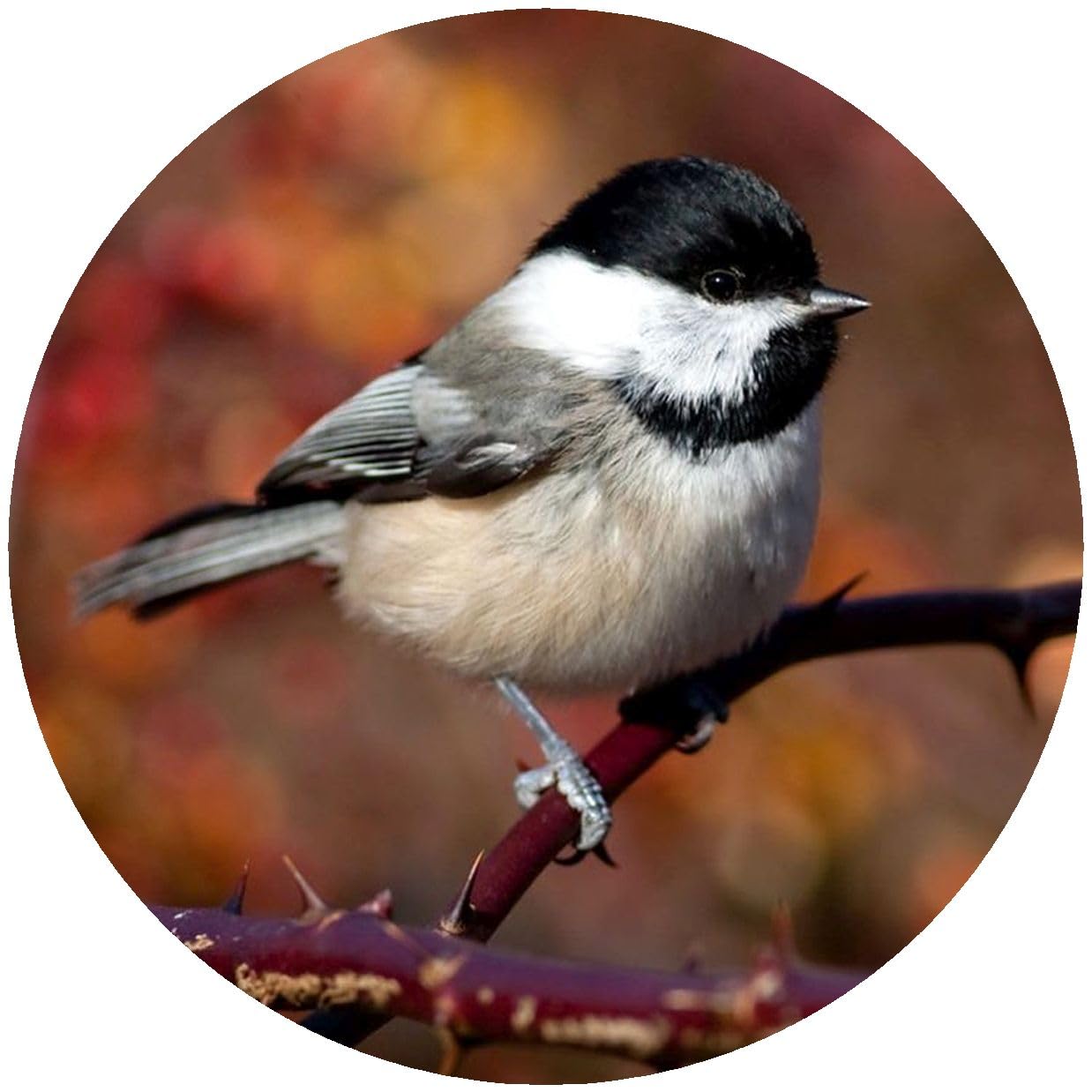 Andreas JO-CCD Custom Chickadee Jar Opener44; Pack of 3