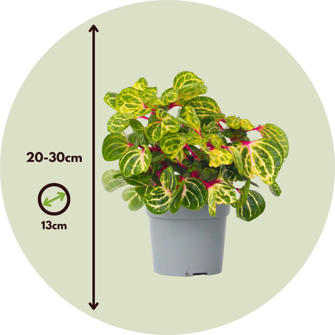Plant in a Box - Iresine Herbstii - Blutblatt Gelb - Zimmerpflanze - Topf  13cm - Hhe 20-30cm : Amazon.de: Garten