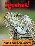 Iguanas! Learn About Iguanas and Enjoy Colorful Pictures - Look and Learn! (50+ Photos of Iguanas)