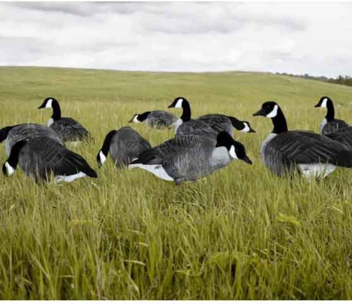 White Rock Printed Canada Goose Silhouette Decoys - 1 Dozen