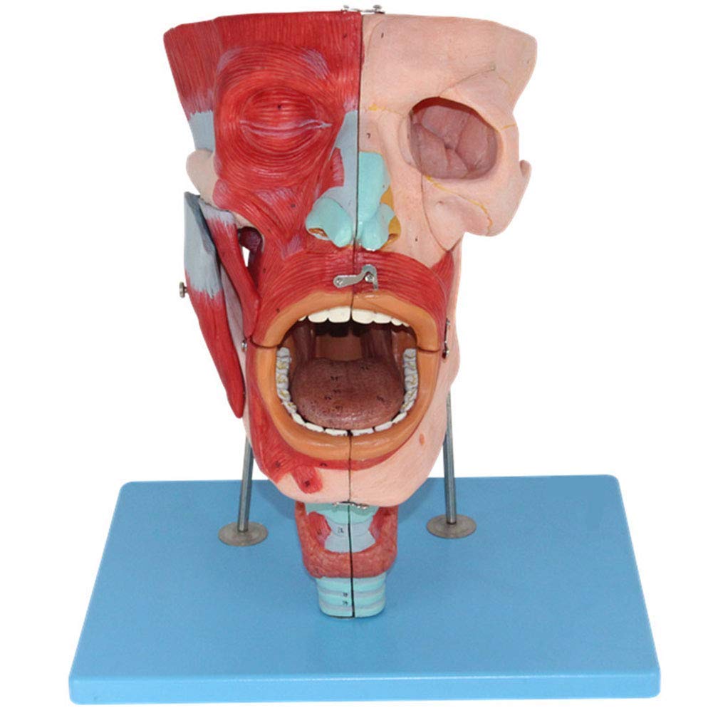 Sjdopulse Human Head Muscle Anatomical Model - 2X Magnification Skull Nose Mouth Pharynx Larynx Throat Cavity Model With 113 Part Indication - For Medical Educational Training Aid