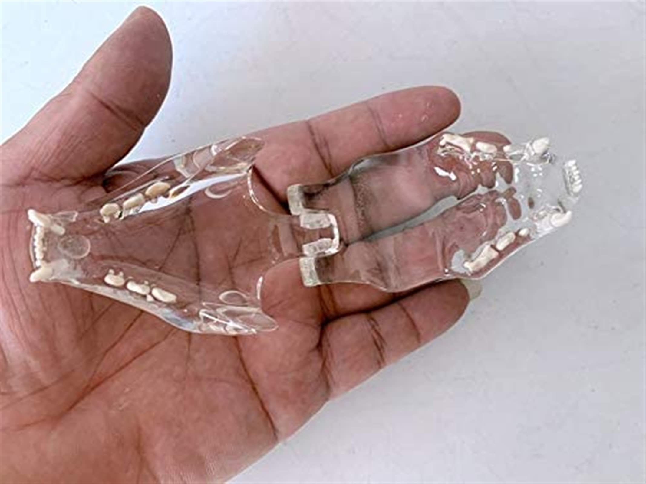 Przezroczysty model zębów kota - Medyczny anatomiczny model zębów kota - Model anatomiczny Kryształowe zęby kota - do prezentacji w laboratorium weterynaryjnym Materiały dydaktyczne