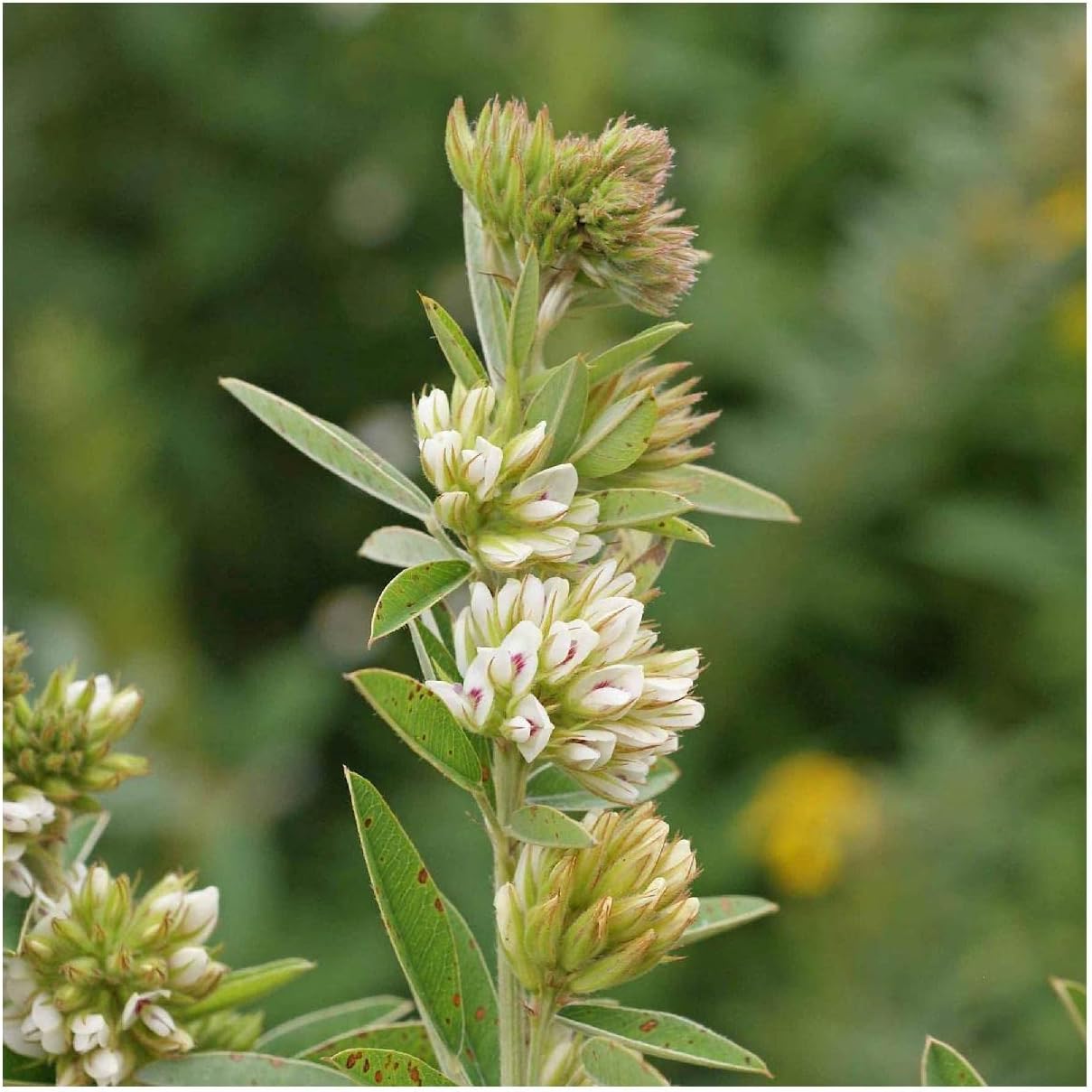Everwilde Farms - 1/4 Lb Round-Headed Bush Clover Native Wildflower Seeds - Gold Vault