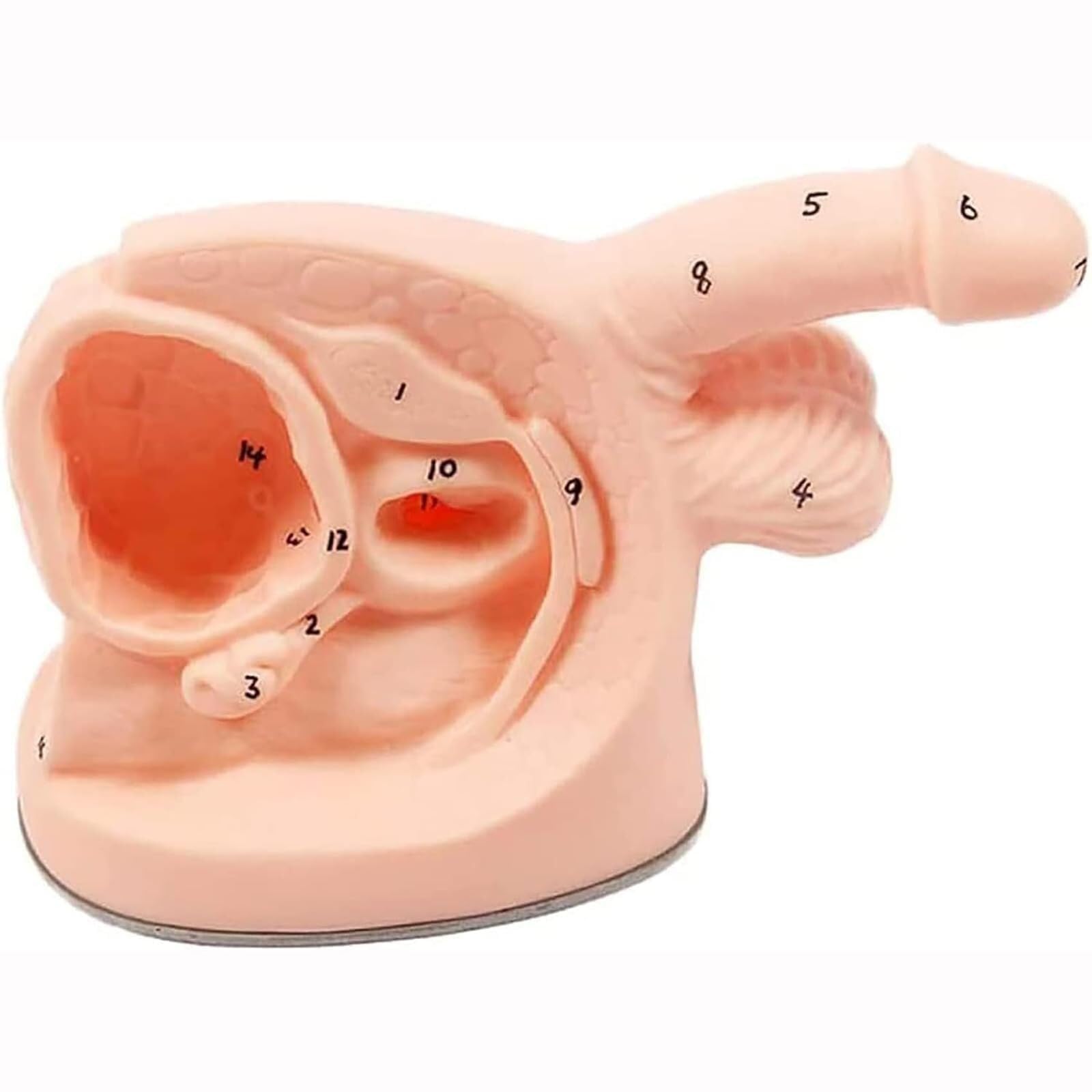 Model cewnika Wewnętrzny zewnętrzny model anatomiczny narządów płciowych z PVC