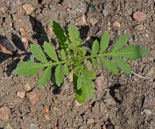 Miniatura 4 de 2000 African Marigold 'Crackerjack Mix' Seeds, by Seeds2Go