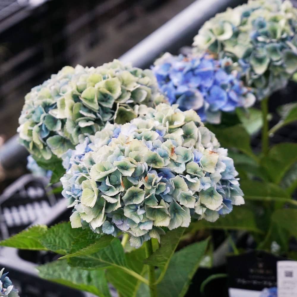 紫陽花苗　色々　１ポット 楽天市場】アジサイ 巴 9cmポット 登録品種 ハイドランジア 苗 花苗