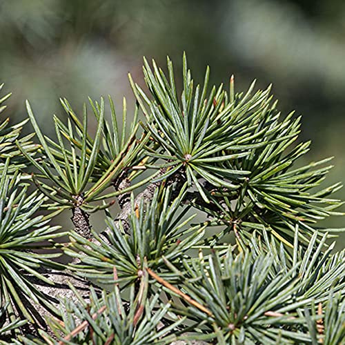 Qauzuy Garden 15 Pcs Cedar Of Lebanon (Cedrus Libani) Lebanese Cedar Seeds Non-Gmo Heirloom Tree Seeds Striking Perennial Accent Focal Plant Specimen Tree #TOP4