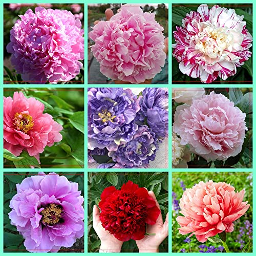 MixedBulbi di peoniaPeonia cinese,misti,da piantare,fiori belli ed eleganti,fiori resistenti al freddo,che fioriscono da aprile a giugno,possono essere invasati o piantati nel terreno :Seeds only