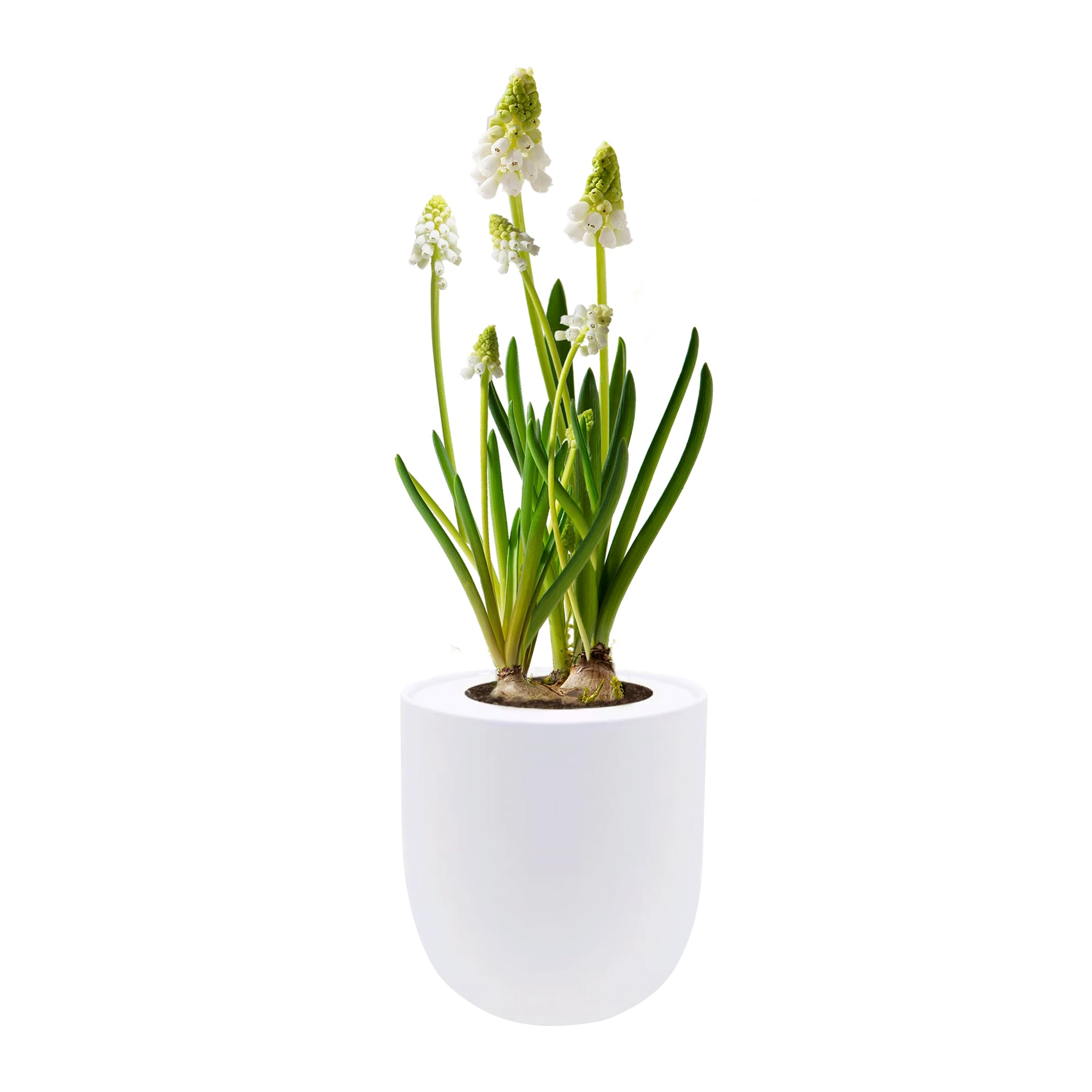The Environet Indoor Planting Kit, Grape Hyacinths (Muscari Album) Complete Grow Kit with White Ceramic Pot, Grape Hyacinths Bulbs, and 3 Soil Wafers,