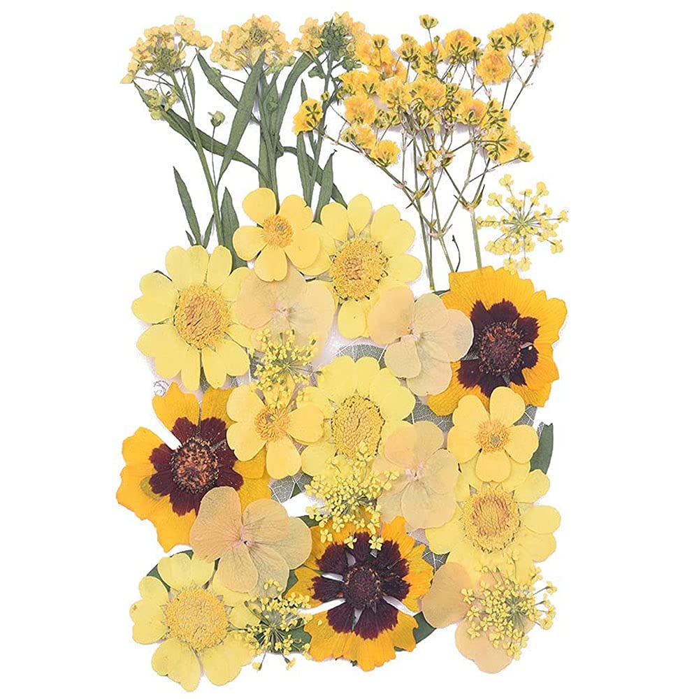 CENPEK Dried Pressed Flowers Natural Dried Flowers Real Pressed Flowers Colorful Dry Flowers for Resin Jewelry Nail Art Craft DIY (Yellow)