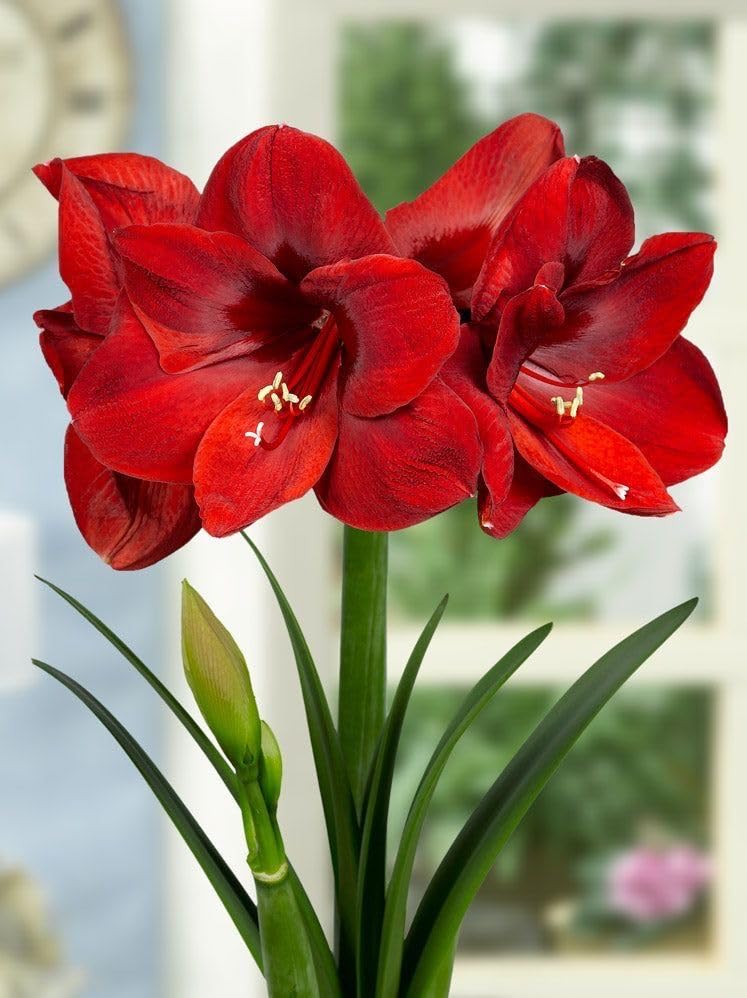 Amaryllis Lily Flower Bulbs Double Imported for Home and Gardening Pack of 1 Bulbs (MAROON)