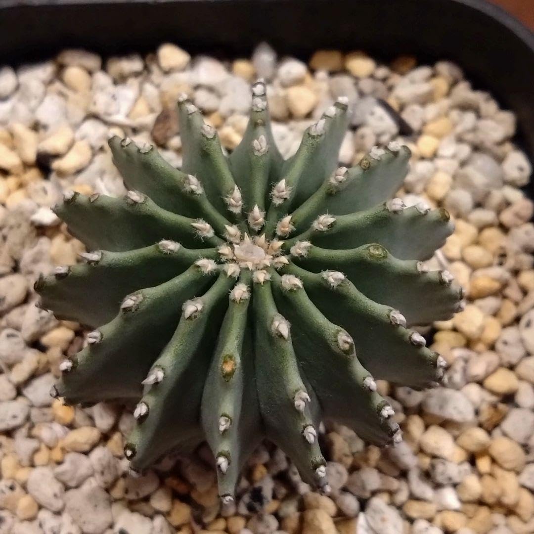 ゲオヒントニア メキシカーナ 実生 【公式通販】