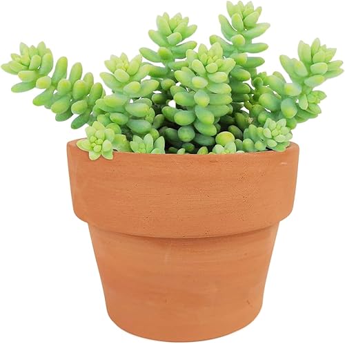 Miniatura 9 de Sedum - Suculentas de cola de burrito (4 pulgadas)  Suculentas colgantes únicas y saludables para decoración del hogar y la oficina
