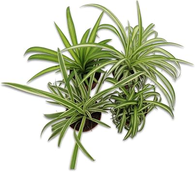 Three Assorted Spider Plant Combo,4 inch Growers Pot, Varieties can Include Hawaiian Spider, Ocean Spider, Reverse, and Bonnie Curly Sold by California Tropicals