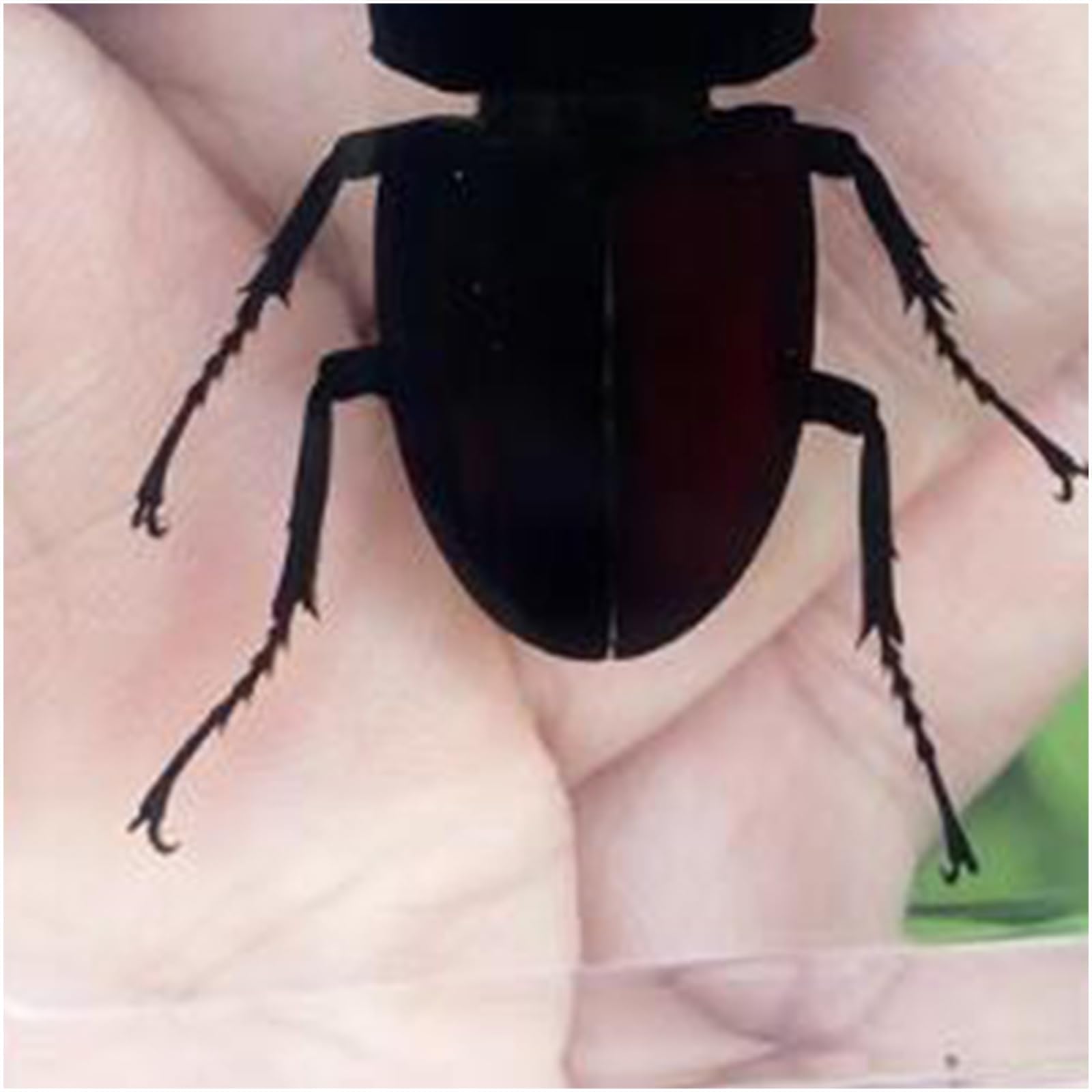 Véritable cerf-Volant spécimens Presse-papiers résine spécimen d'insectes naturels Collection pour Les Enfants Divers préservés en résine Science Classe spécimens