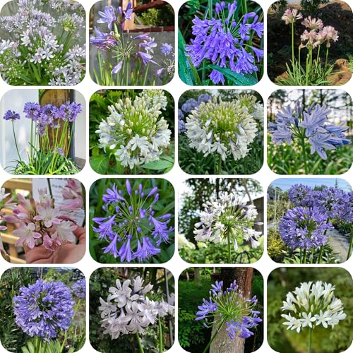 planta de agapanto - semillas flores de jardín macetas con flores agapanto para los amantes la jardinería plantas en macetas resistentes plantas prado perennes 600pcs