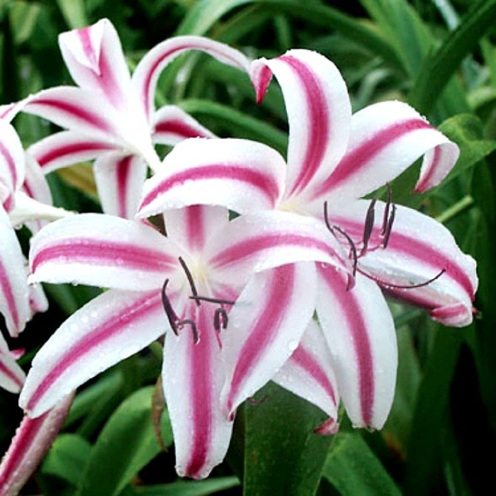 PLANTOGALLERY Crinum Lily Flower Bulb (Pack of 2 Bulbs) (B09B2M1LPV) Amazon Price History, Amazon Price Tracker