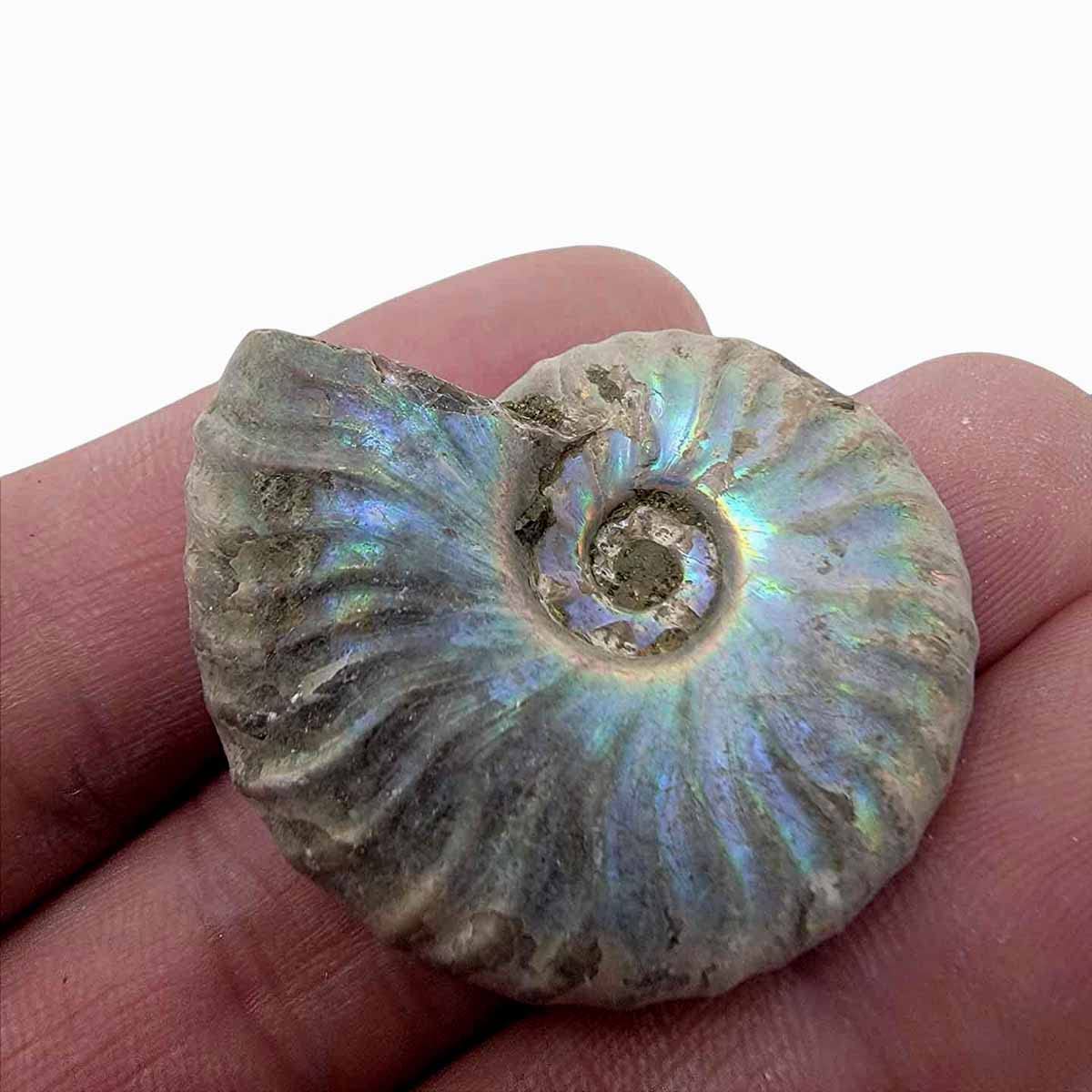 Silver Iridescent Ammonite Fossil! 110 Million Years Old! Real Authentic Great for Kids Classroom School Paleontology Metaphysical Dinosaur Cretaceous Geology