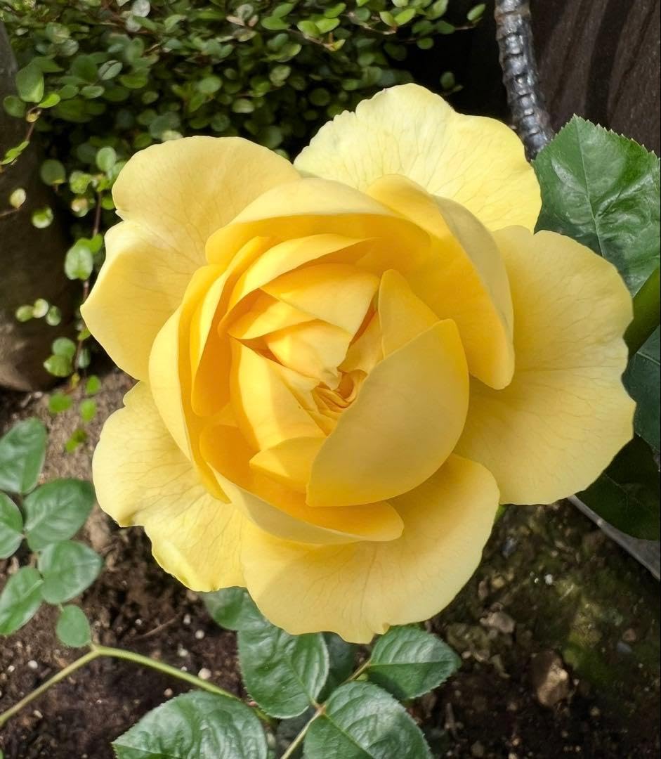 Amazon｜強香 四季咲き バラ 苗｜観葉植物 オンライン通販