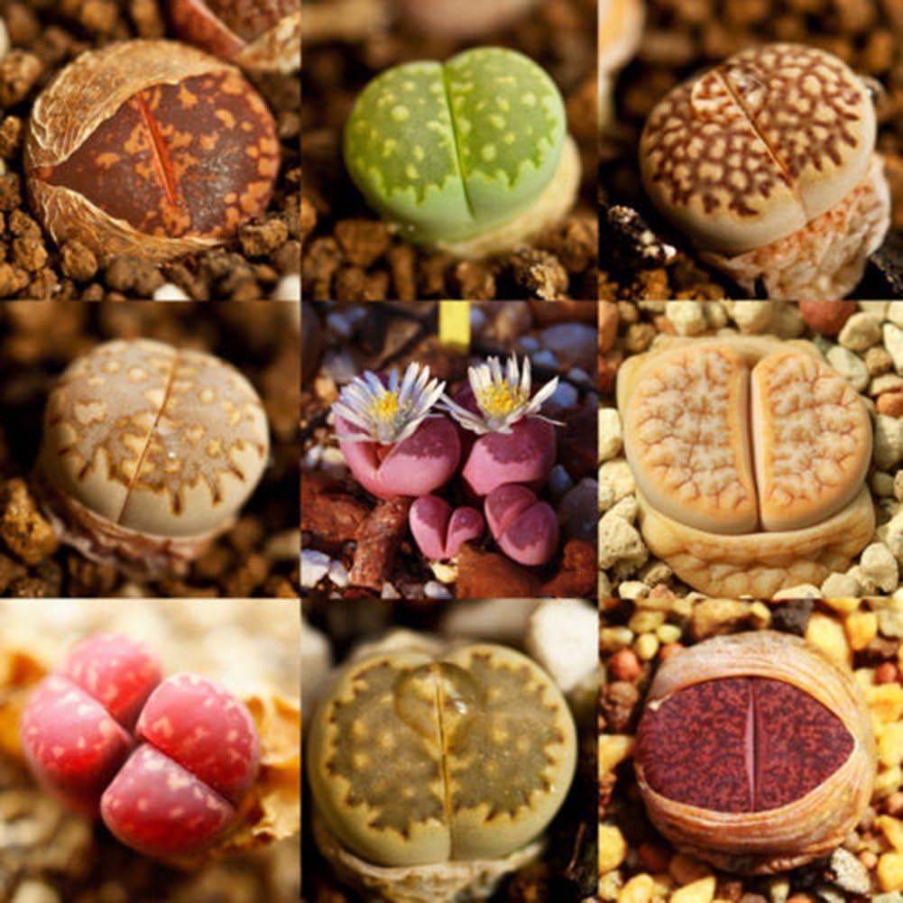 100 Unids Mezcla Rara Semillas de Lithops Piedras Vivas Suculentas Cactus Semillas a Granel Saludables para la Plantación de Jardín