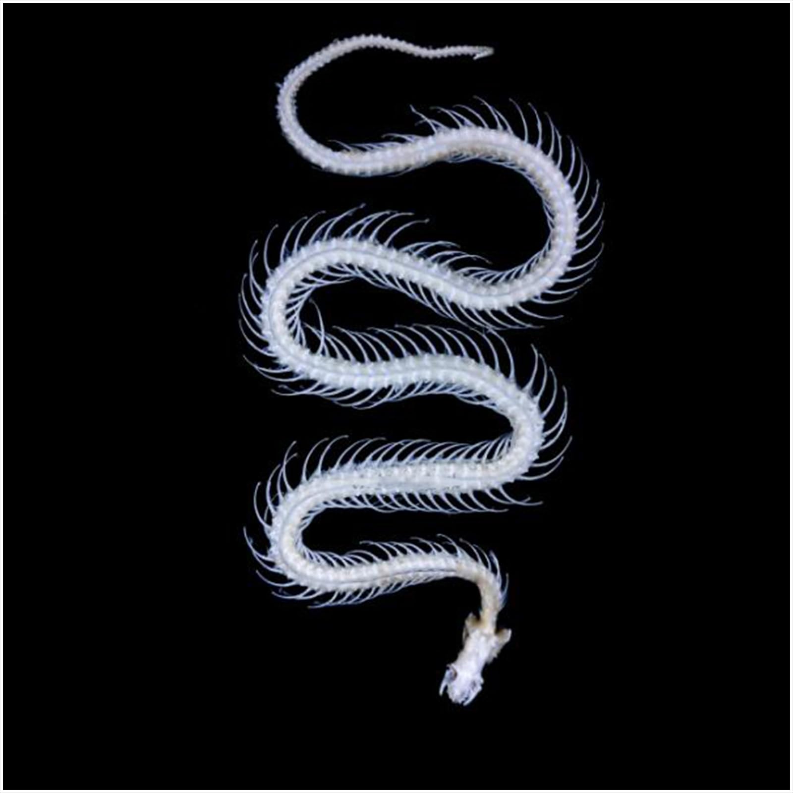 Modèle d'os de squelette de serpent taille réelle 1:1 - Modèle de spécimen de squelette de serpent pour l'art des vétérinaires - Médecine pour l'éducation scientifique, l'enseignement scolaire