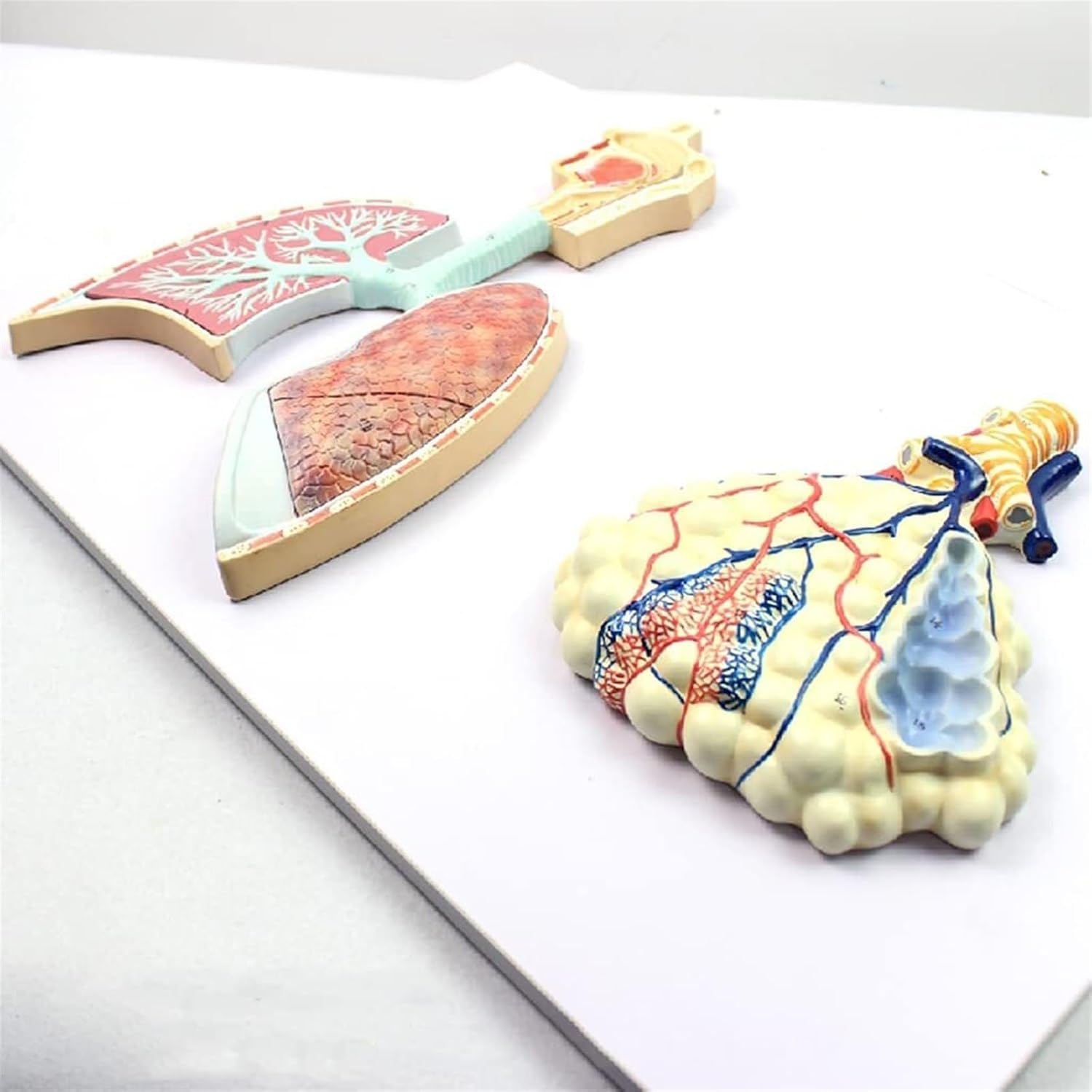 VERIMP Human Respiratory System Anatomy Model Lung Barbados | Ubuy