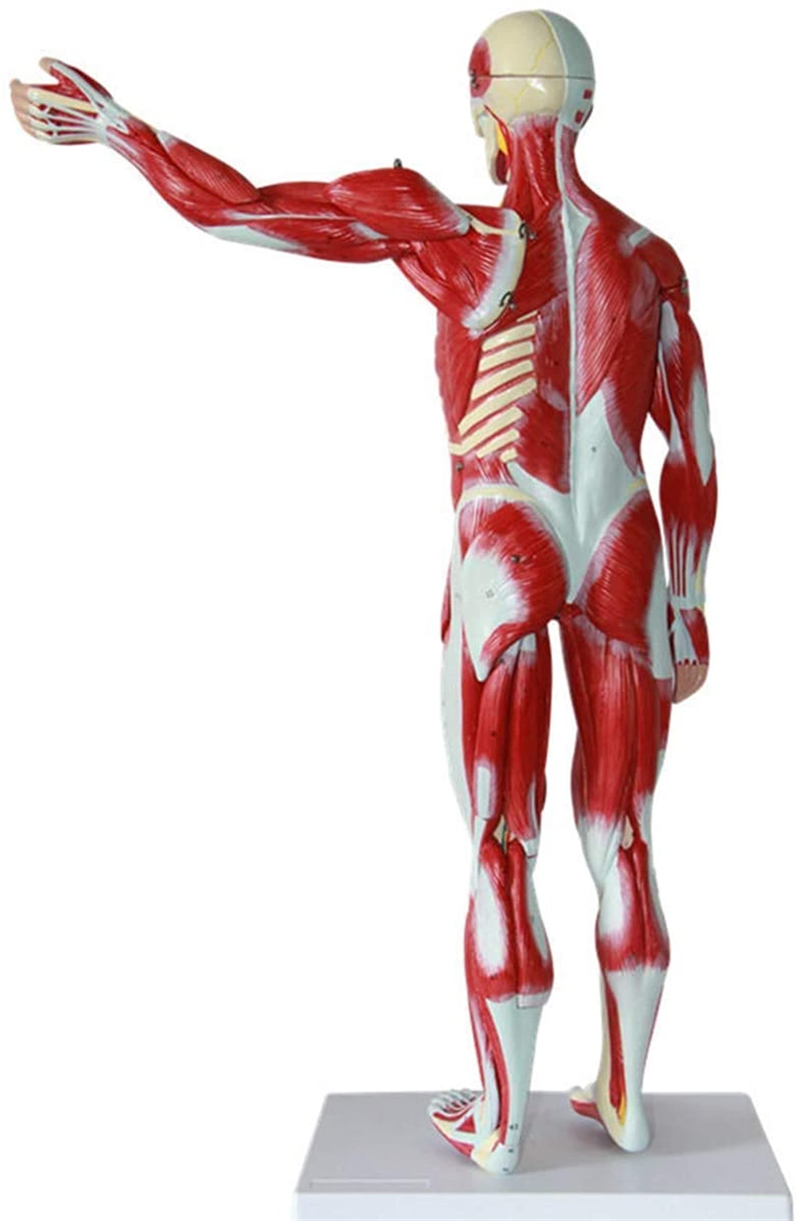 Modele Medyczne, Model Anatomii Ludzkiej O Rozmiarze 78 Cm, Model Anatomiczny Mięśni I Szkieletu, Materiał Do Nauczania Medycznego, Modele Medyczne I Materiały Do Nauczania