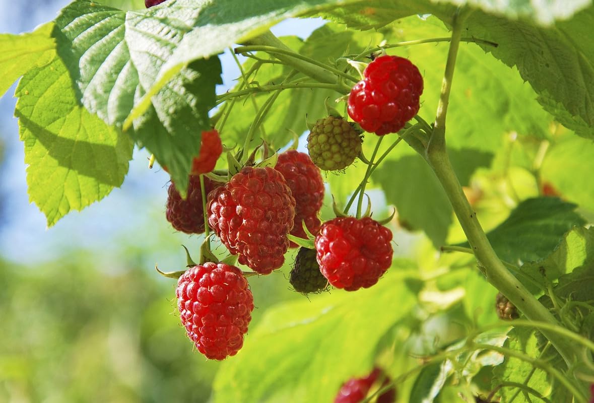 Red Raspberry Plant - Grow Your Own! -2