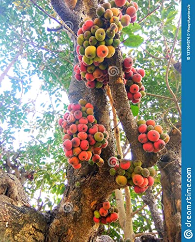 Image of RUKDA Havan Samidha Havan Kund Sticks Gular ki Lakdi Hawan Wood Gular Wood for Havan - 1 kg