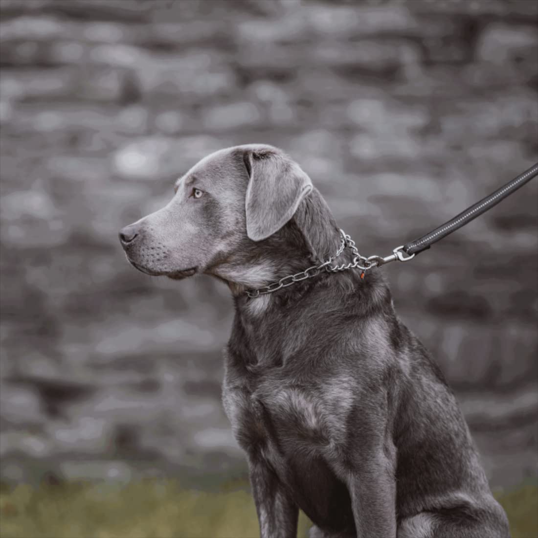 Sprenger - Collar para perros con cadena de tracción, 3 mm, acero inoxidable, para perros de pelo corto y largo, hasta 55 kg, color negro (50 cm)
