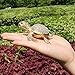 Waltz&F Diamond turtles Hinged Trinket Box Hand-painted Animal Figurine Collectible (Gold)