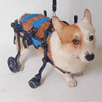 Amazon.co.jp: 犬用車椅子 ペット/猫/犬カート 車椅子 サイズ