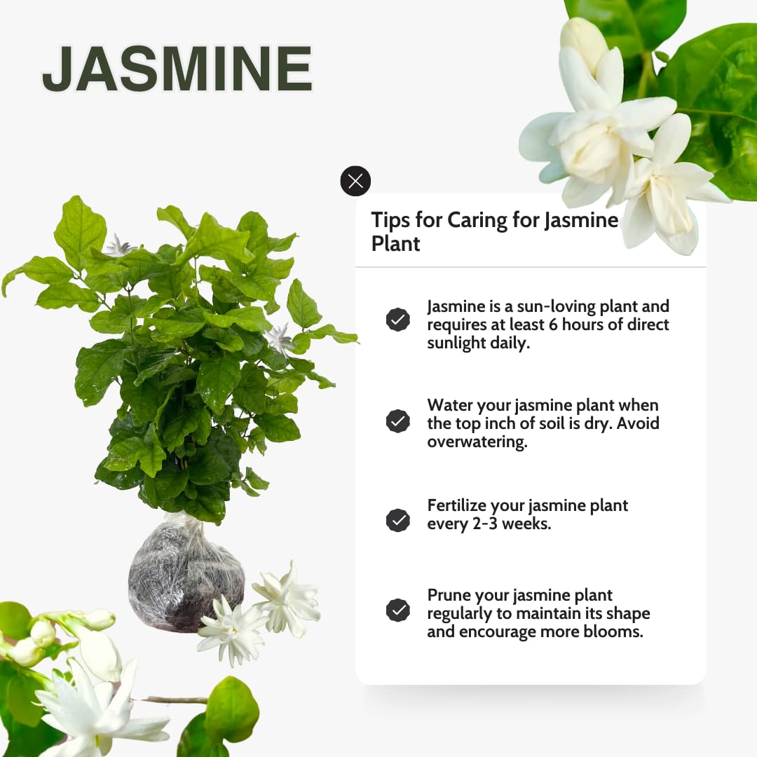 Amazon.com : Double Jasmine Sambac Live Plants, 2 Jasmine Plants