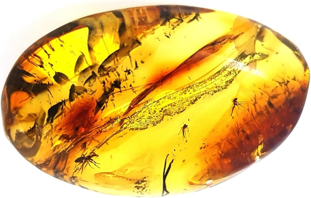 Natural Baltic Amber Fossil with Insect Inside/Beautiful Museum Grade