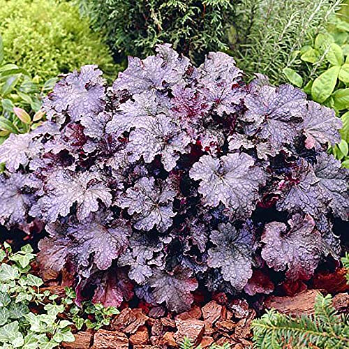 Plum Pudding Coral Bells - Heuchera - Fragrant - Shade Perennial - 4" Pot Plum Pudding Coral Bells - Heuchera - Fragrant - Shade Perennial - 4" Pot