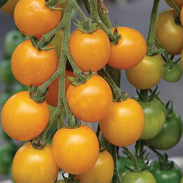 Tomato Seeds, Easy to Grow Vegetables, High Yielding Tomato Plants, Summer Cropping, Yellow Tomatoes, Greenhouse & Gardens, 1 x Packet Tomato Goldkrone Seeds (10 Seeds) by Thompson & Morgan