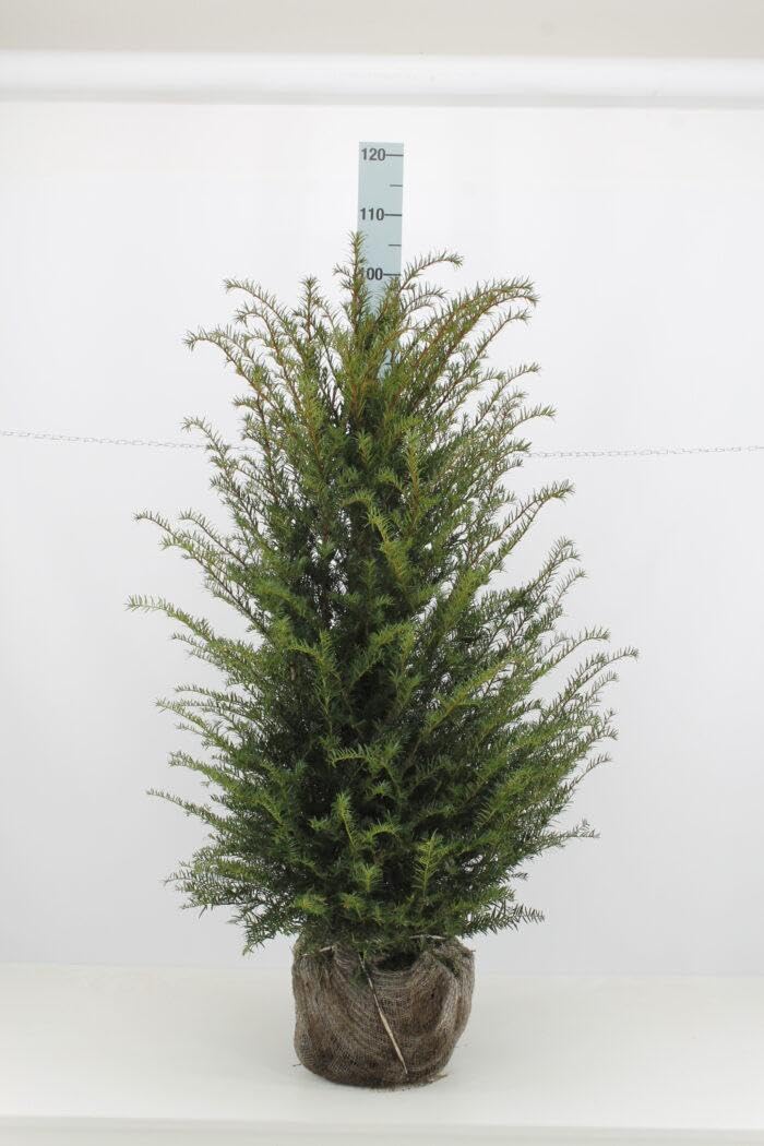 15 Taxus baccata 80-100cm ohne Ballen gemessen– Eibe Ballenware | Immergrüne Heckenpflanze, schnittverträglich & winterhart | Pflegeleicht & langlebig | Eiben | Heckenpflanzen | für ca. 4 m Hecke