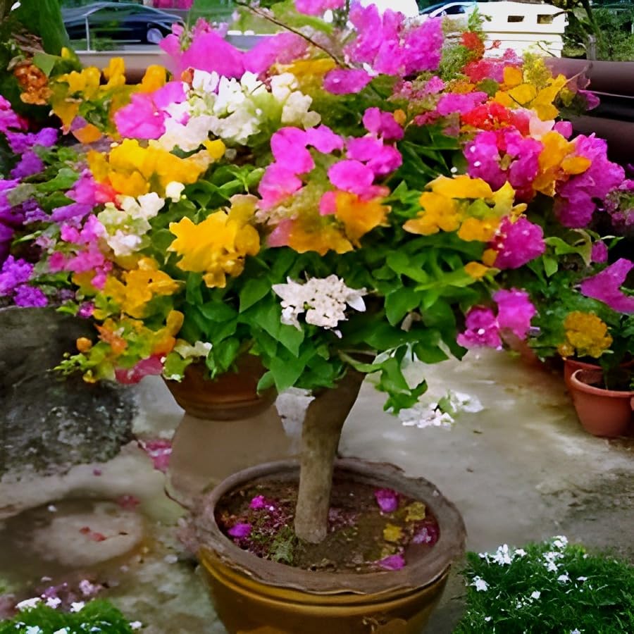 Hidden Enterprise-Wonderful 3Colour Multi Bougainvillea Flower Healthy Live Grafted Plant|| For Beautiful Home Garden Outdoor & Indoor Flower Plant. (B0D6L19PRG) Amazon Price History, Amazon Price Tracker