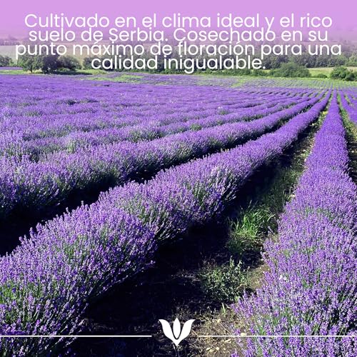 SANICULA Aceite Esencial de Lavanda Puro y Orgánico 100% - 10 ml, Destilado al Vapor para Humidificador y Piel - imagen 7