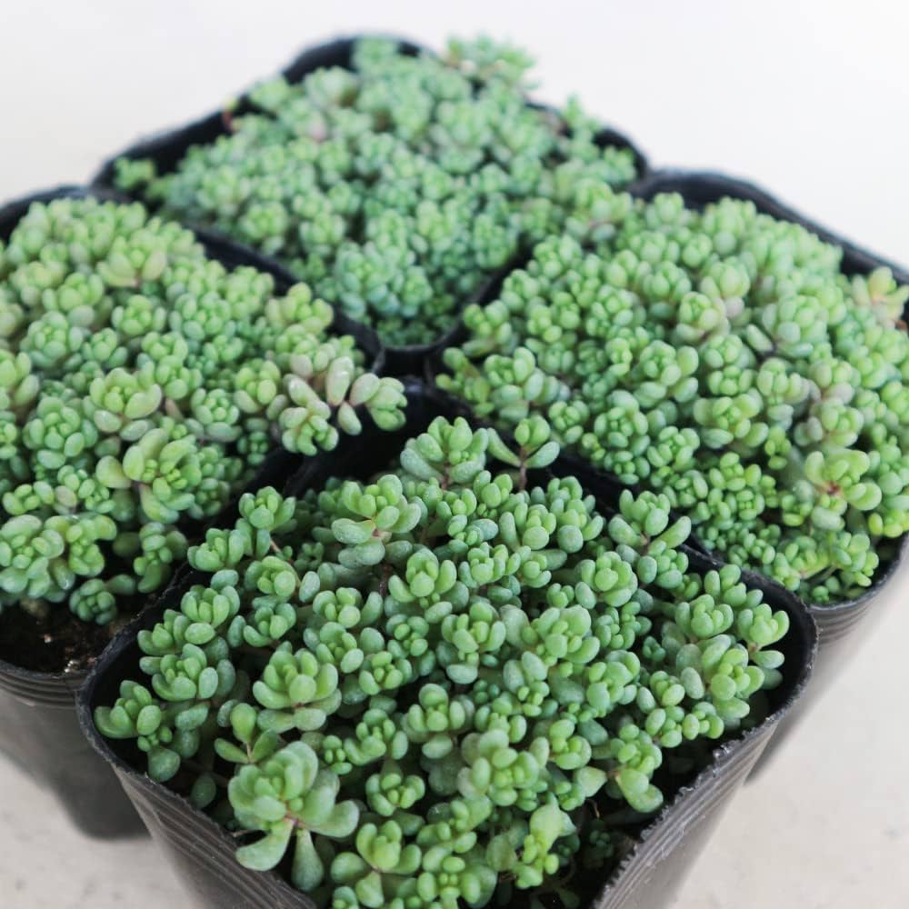 Amazon｜セダム ダシフィルムリファレンス 3号ポット 4個セット