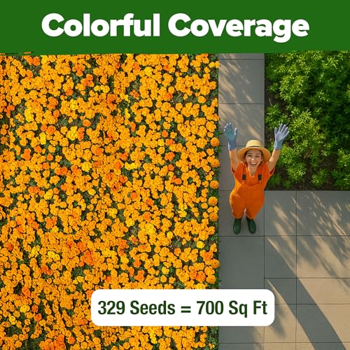 Image of HOME GROWN Petite French Marigold Seeds 329+ Flower Seeds for Planting Outdoors Non GMO Easy to Grow Companion Plant & Quick Blooming Pollinator Heirloom Wildflower Seed (Tagetes patula)
