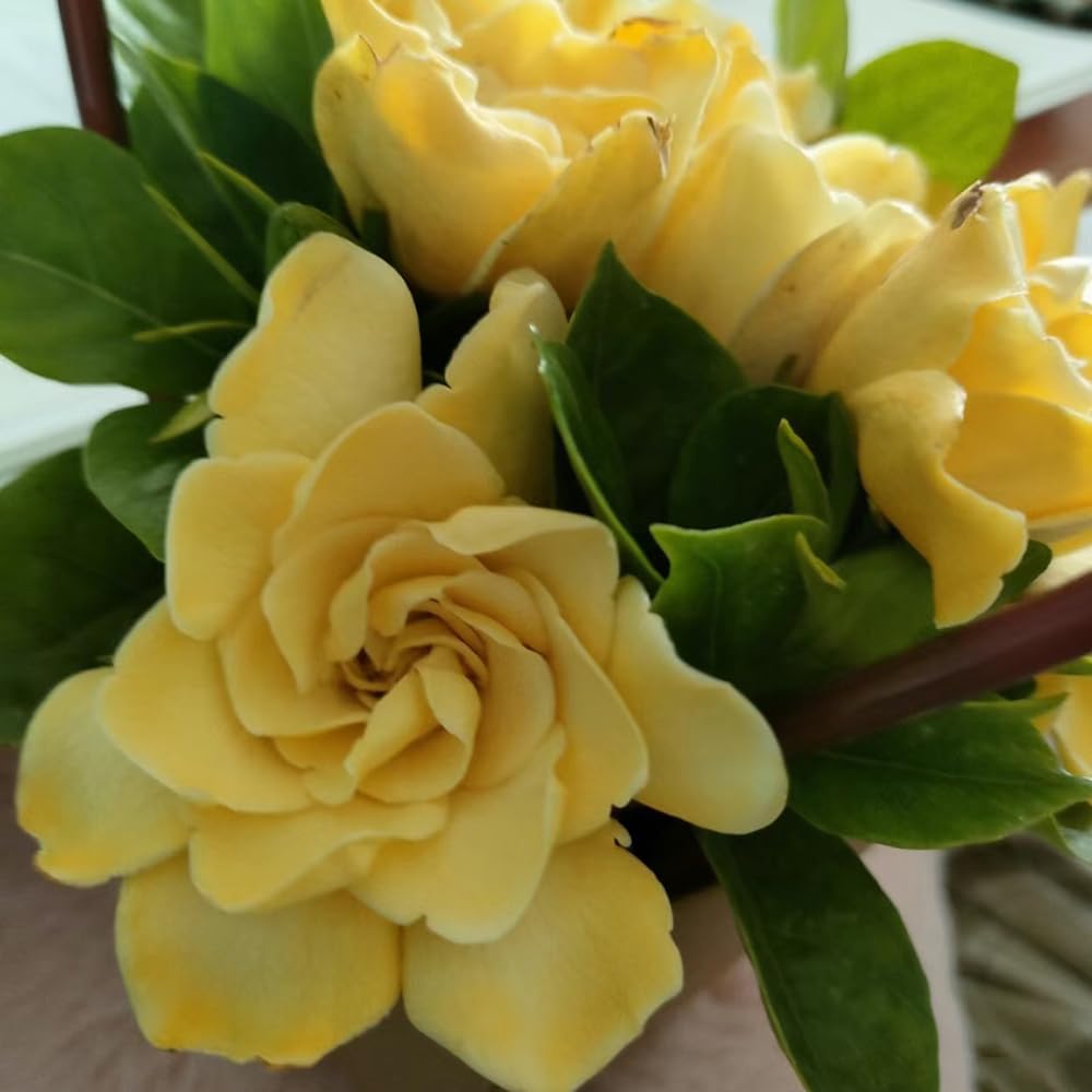 gardenia - primavera trepadora colgantes, resistentes balcón 20planta