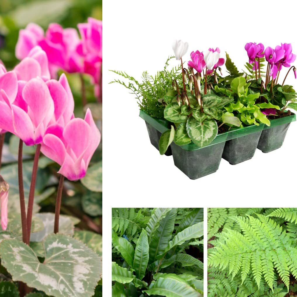Carbeth Plants Cyclamen and Fern Mix - 6 Jumbo Plants in 9cm Pots