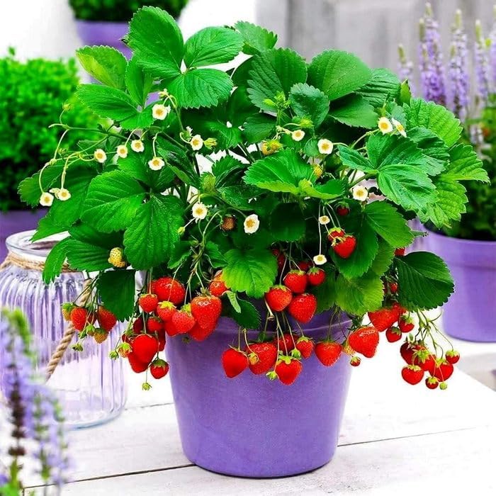 Creative Farmer Live Strawberry Plant With Pot - Sweet Juicy Hybrid Fruit, 1 Healthy For Your Garden