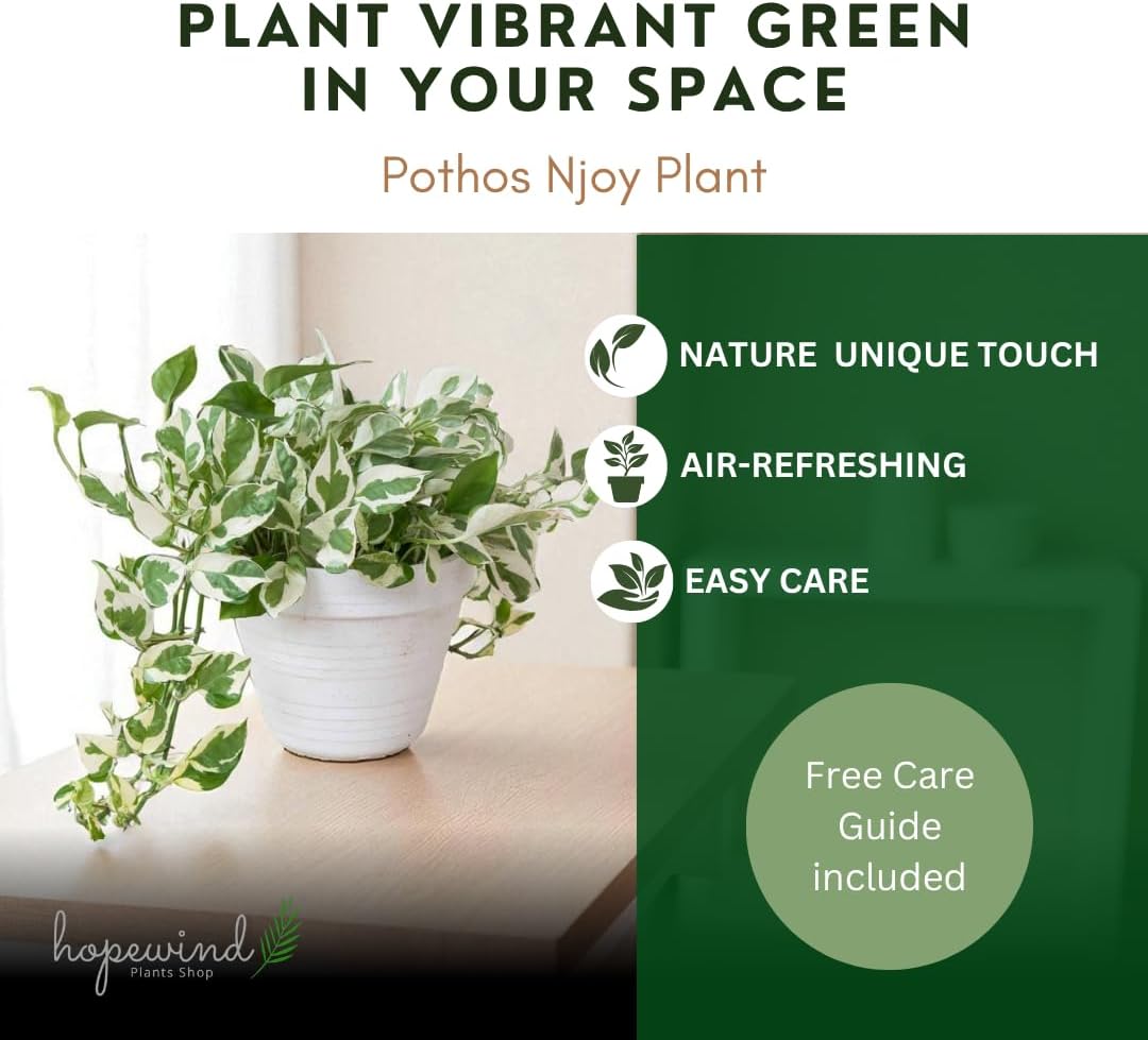 Pothos N’Joy Live Indoor Plant, 4 inch Pot, Variegated White and Green Leaves - Easy to Care for - Perfect for Indoor and Outdoor Home Decor, Office, and Gift- Pot Included