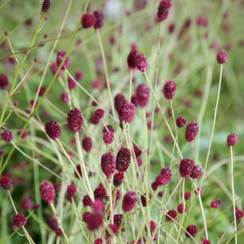 Plant Theory 9cm Pot Sanguisorba Tanna Burnet Perennial